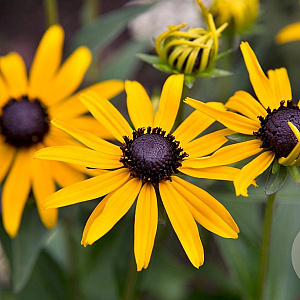 Rudbeckia f. 'Little Goldstar' GM 2,0L