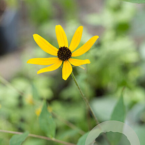 Rudbeckia triloba GM P9