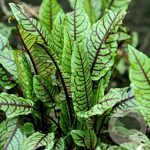 Rumex sanguineus sanguineus GM P9