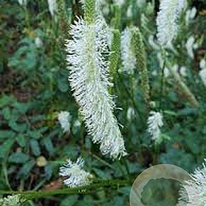Sanguisorba canadensis GM P9
