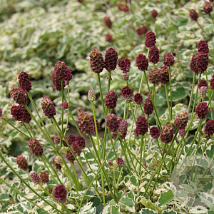 Sanguisorba o. 'Lum' GM P9