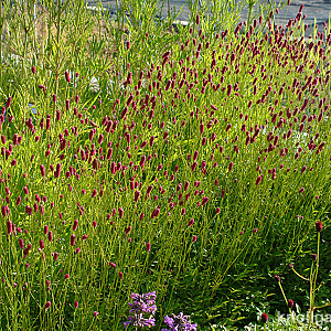 Sanguisorba 'Prim and Proper' GM P9