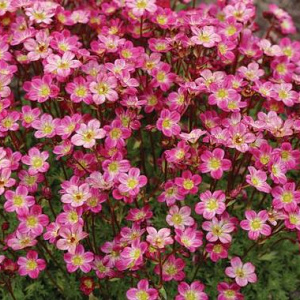 Saxifraga (A) 'Pixi Pan Red' GM P9