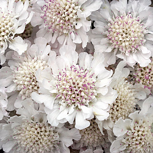 Scabiosa Kudo White GM P9