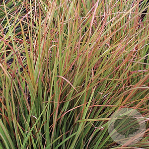 Schizachyrium sc. 'Blaze' GM P9