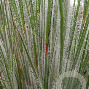 Schizachyrium sc. 'Ha Ha Tonka' GM P9