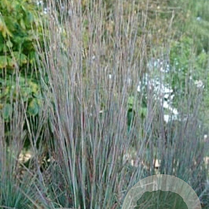 Schizachyrium sc. 'St.Ovation' GM P9