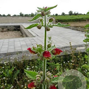 Scrophularia grandiflora GM P9