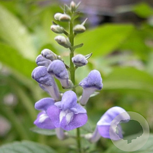 Scutellaria incana GM P9