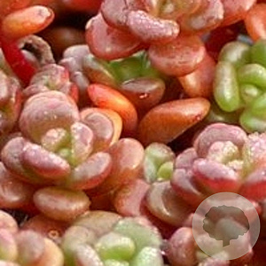 Sedum oreganum GM P9