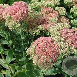 Sedum telep. 'Indian Chief' GM P9