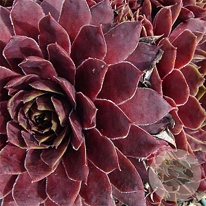 Sempervivum 'Granat' GM P9