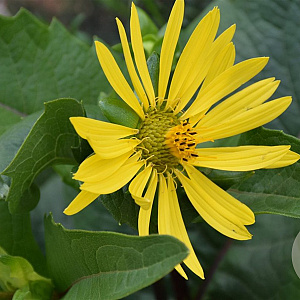 Silphium perf. 'Carnica' GM P9