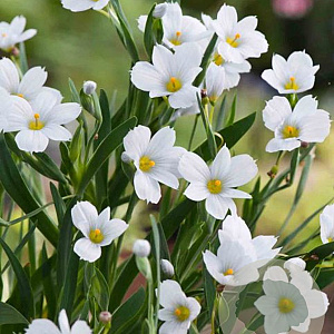 Sisyrinchium 'Iceberg' GM P9