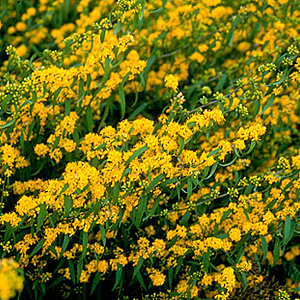 Solidago caesia GM P9