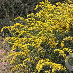 Solidago shortii 'Solar Cascade' GM P9