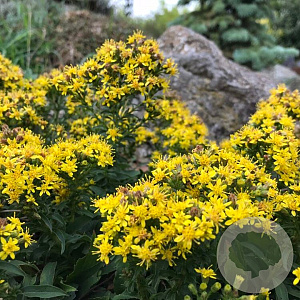 Solidago virgaurea minutissima GM P9