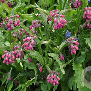 Symphytum officin. 'Moulin Rouge' GM P9