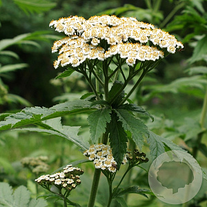 Tanacetum macrophyllum GM P9