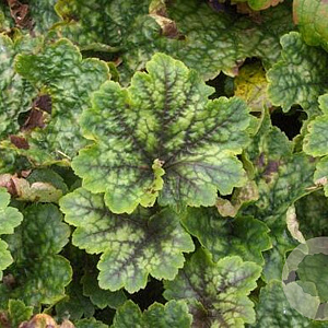 Tellima grandiflora 'Forest Frost' GM P9