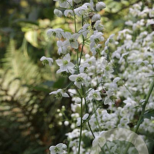 Thalictrum del. Splendide White GM P9