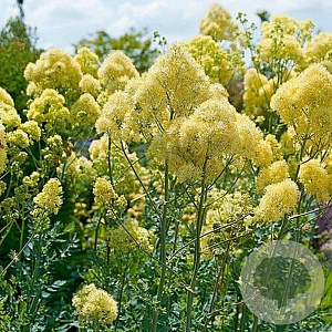 Thalictrum flavum 'Tukker Princess' GM P9