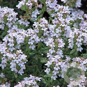 Thymus v. 'Precompa' GM P9