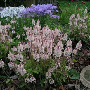 Tiarella c. 'Pink Brushes' GM P9