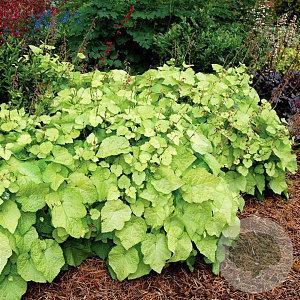 Tolmiea menziesii 'Cool Gold' GM P9