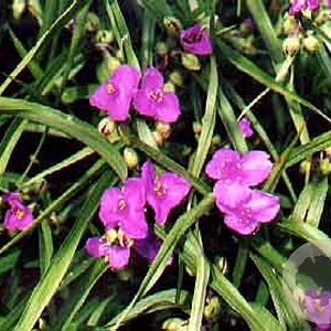 Tradescantia (A) 'Valour' GM P9