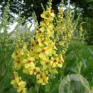 Verbascum chaixii 'Sixteen Candles' GM P9