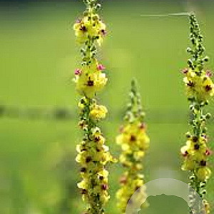 Verbascum nigrum album GM P9