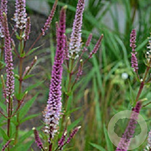 Veronicastrum virg. 'Red Arrows' GM P9