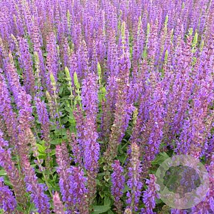 Salvia off. 'Grower's Friend' GM P9