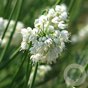 Allium cernuum 'White Dwarf' GM P9