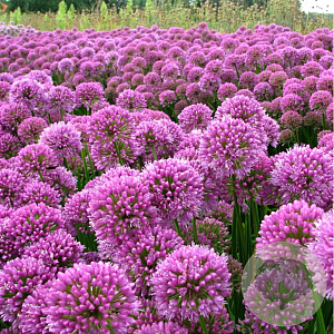 Allium 'Millenium' GM C3