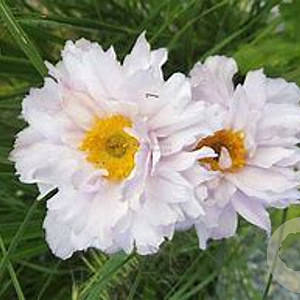 Anemone Frilly Knickers GM P9