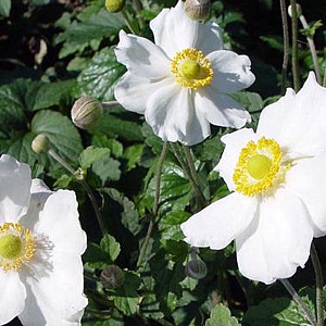Anemone hyb. 'Andrea Atkinson' GM P9