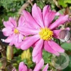 Anemone hyb. 'Rotkäppchen' GM P9