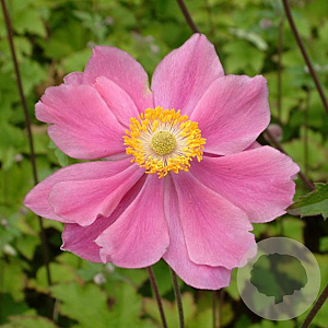 Anemone hyb. 'Serenade' GM P9