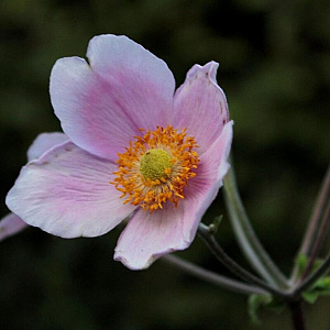 Anemone tom. 'Overdressed' GM P9