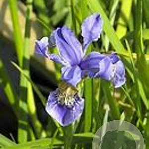 Iris bulleyana GM P9