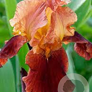 Iris (G) 'Natchez Trace' GM P9