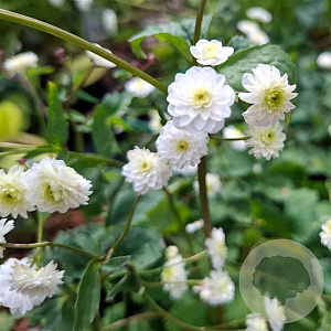 Ranunculus aconit. 'Pleniflorus' GM P9