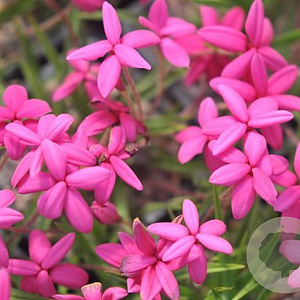 Rhodohypoxis milloides 'Paula' 15-20 cm 2,0L