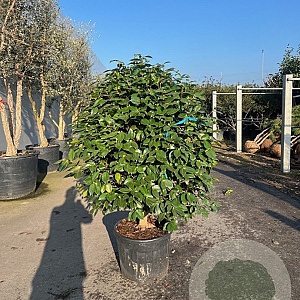 Camellia japonica 'Purity' 125-150 cm cont. 90L meerstammig