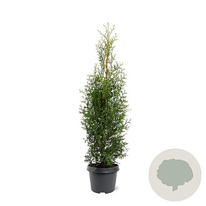 Thuja occidentalis 'King of Brabant' 60-80 cm 3,0L