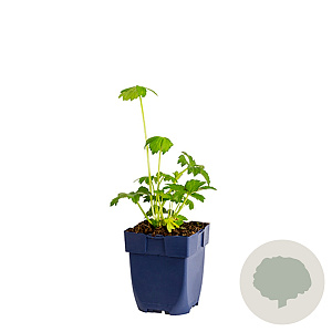 Astrantia maj. 'Rosensinfonie' GM  P11