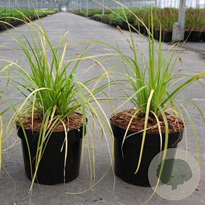 Carex lenta 'Osaka' GM P9