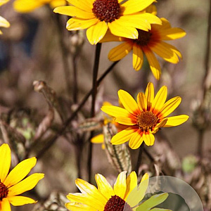 Heliopsis 'Summer Pink' GM P9